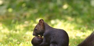 Jak zapakować kwiaty przy przeprowadzce?