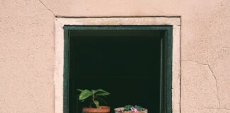 Jakie rośliny można podlewać drożdżami?