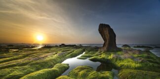 Co zrobić żeby nie było glonów w basenie?