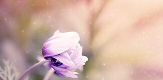 Przy jakich kwiatach nie można spać?