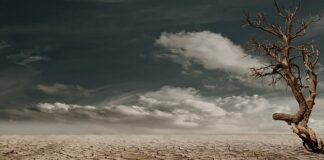 Co ile wymieniać ziemię w doniczce?