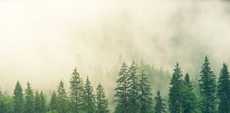 Czy można palić Sosna w kozie?