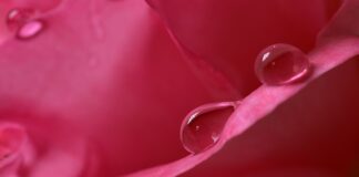 Jak zwiększyć wilgotność kwiatów?