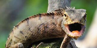 Jak dodać Żarówkę do Hue?