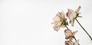 Jak ma wyglądać zielnik?