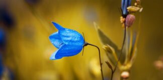 Jak działa dzwonek bez baterii?