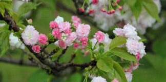 Jaka jest żywotność lamp solarnych?