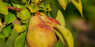 Czego unikać w odżywkach do paznokci?