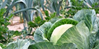 Co ile robić grządki?