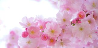 Jak podpisać rośliny?