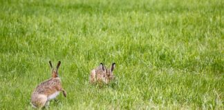 Jak zamontować lampę ogrodowa stojąca?