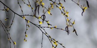 Czy brzoza brudzi komin?