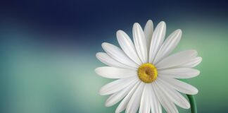 Co oznacza biała piana w miodzie?