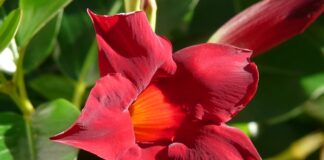 Czy Sundaville się przycina na zimę?