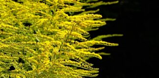 Kiedy sadzić dzwonki?