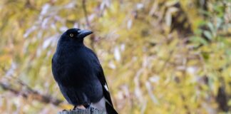 Co oznacza określenie PID w regulatorach?