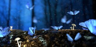 Co najlepiej kryje drewno?