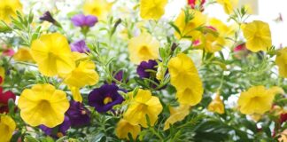 Jak używać dzwonków Koshi?