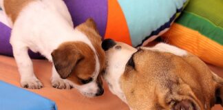 Co może śmierdzieć w pokoju?