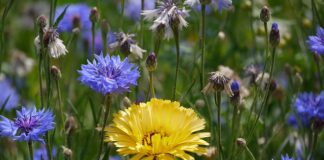 Za co odpowiada człon różniczkujący?