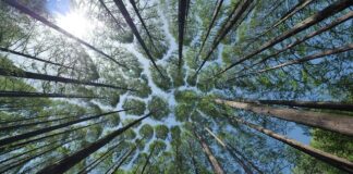 Jak zrobić daszek na dzwonek?