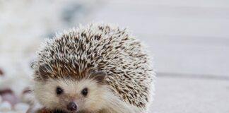 Jakie kołki do lampy sufitowej?