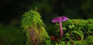 Czy na bejcę można nałożyć farbę?