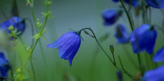 Czy Campanula to roślina wieloletnia?