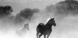 Czy można palić trocinami w kominku?