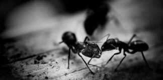 środki na mrówki