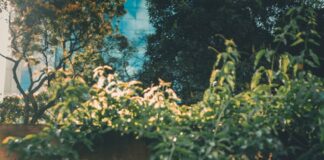 pergola